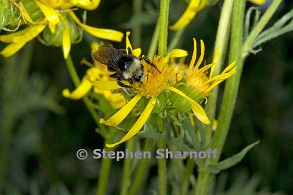 senecio clarkianus 5 graphic